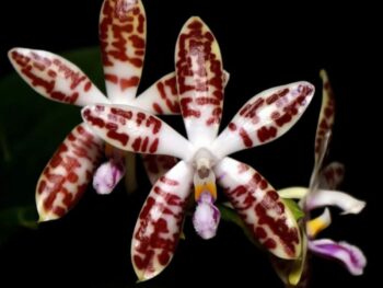 Phalaenopsis Sumatrana 'palawan'