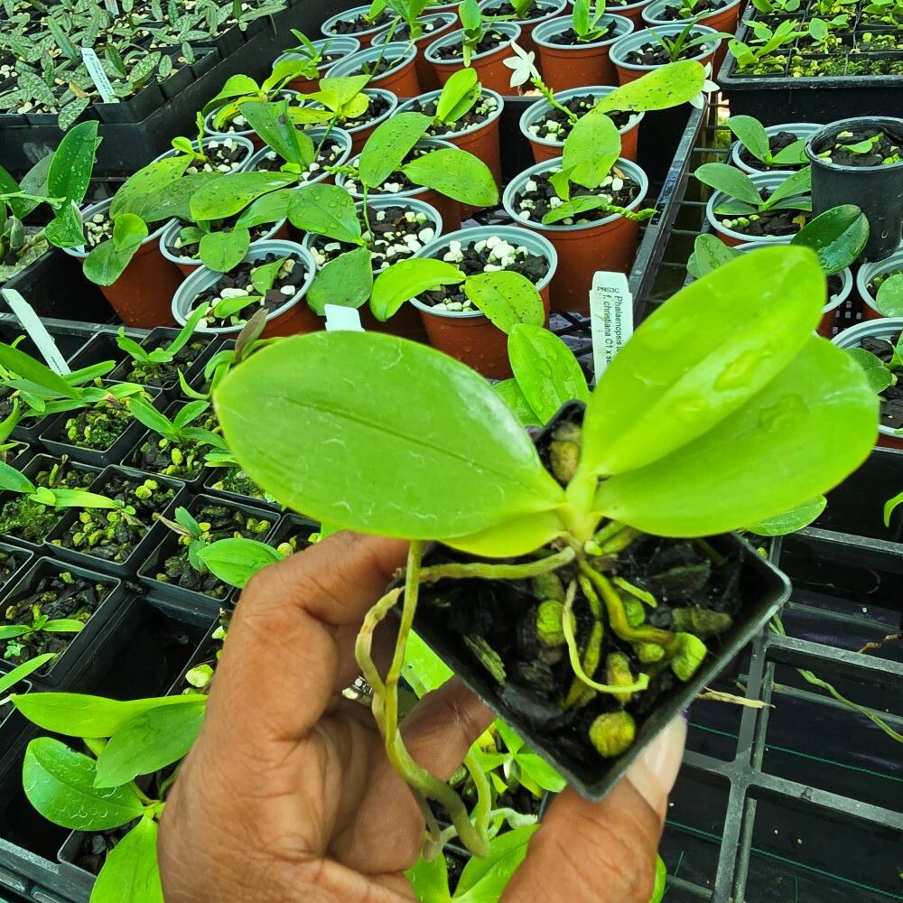 Phalaenopsis tetraspis C1 - Image 2