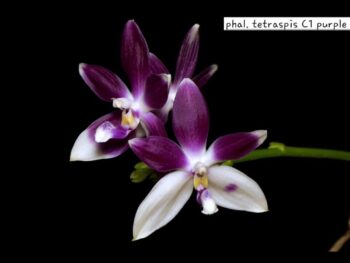 Phalaenopsis Tetraspis christiana C1 purple