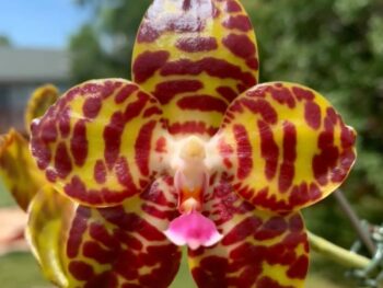 Phalaenopsis Yangyang Fire Unicorn