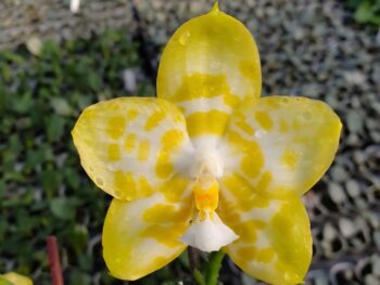 Phalaenopsis Yaphon Love Song x Miro Jo Gi