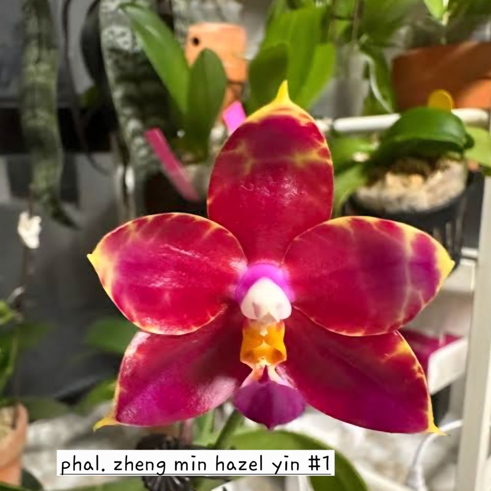 Phalaenopsis Ks Blue Ludde x (zheng min Hazel Yin #1 x Black eagle 'H') - Image 2