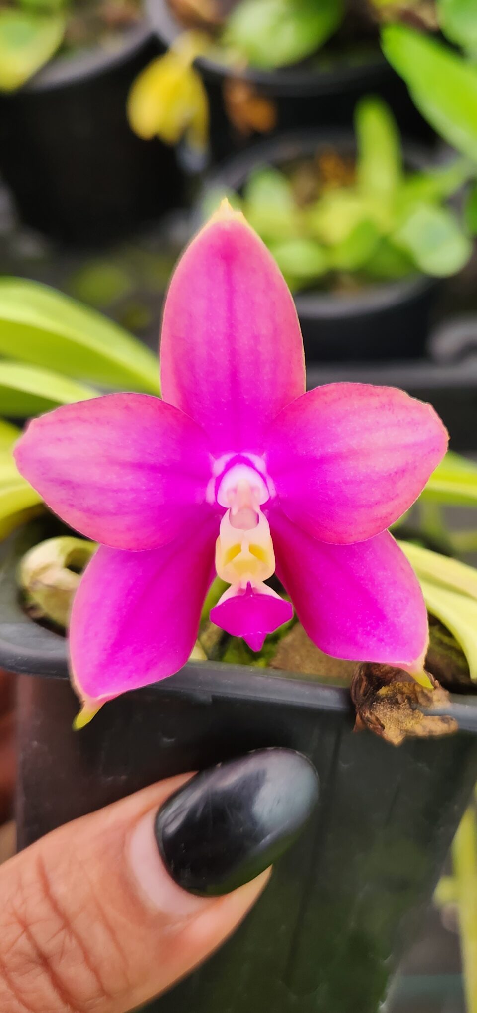 Phalaenopsis. Pylo's Novelty (Mituo King Bellina #1 x Brother Ambo Passion Ok)