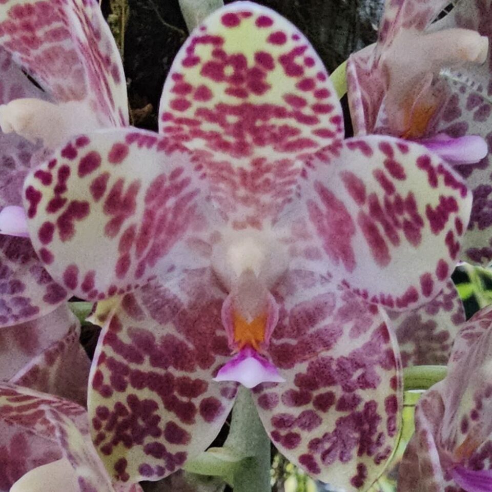 Phalaenopsis Gigantea