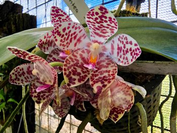 Phalaenopsis Orchids