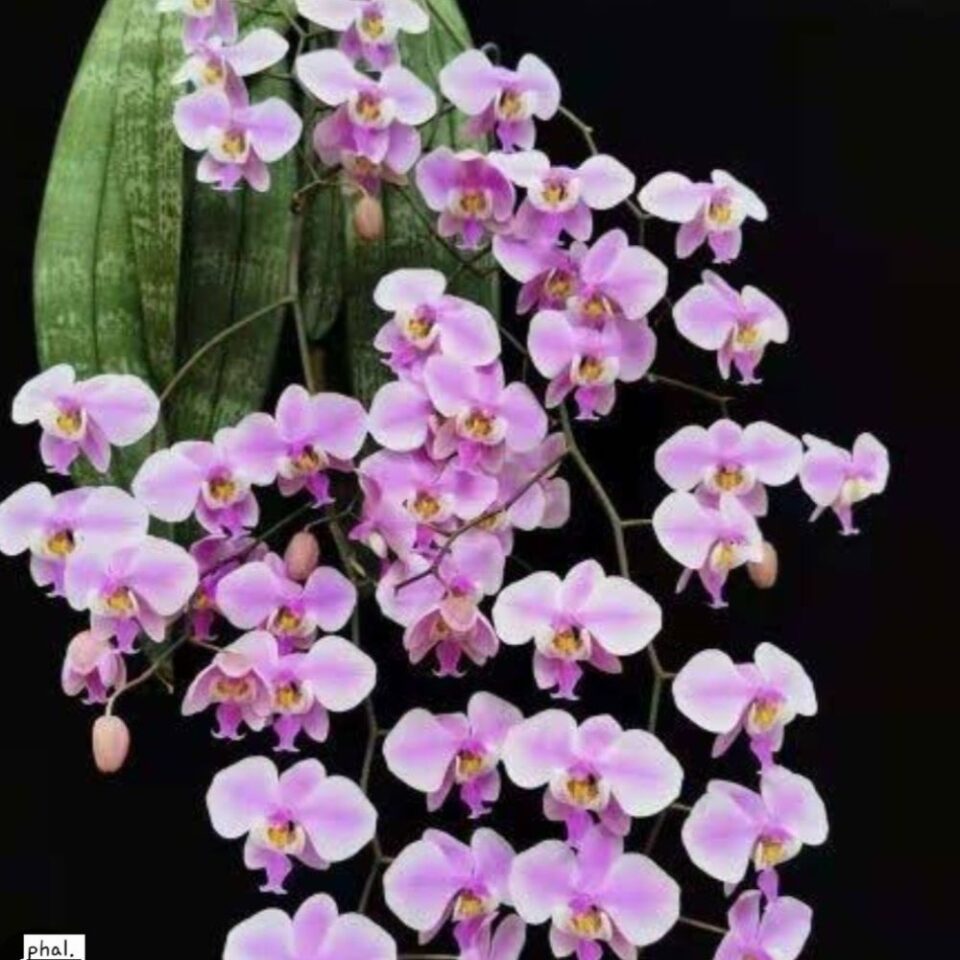 Phalaenopsis Schilleriana 'Lupaa'