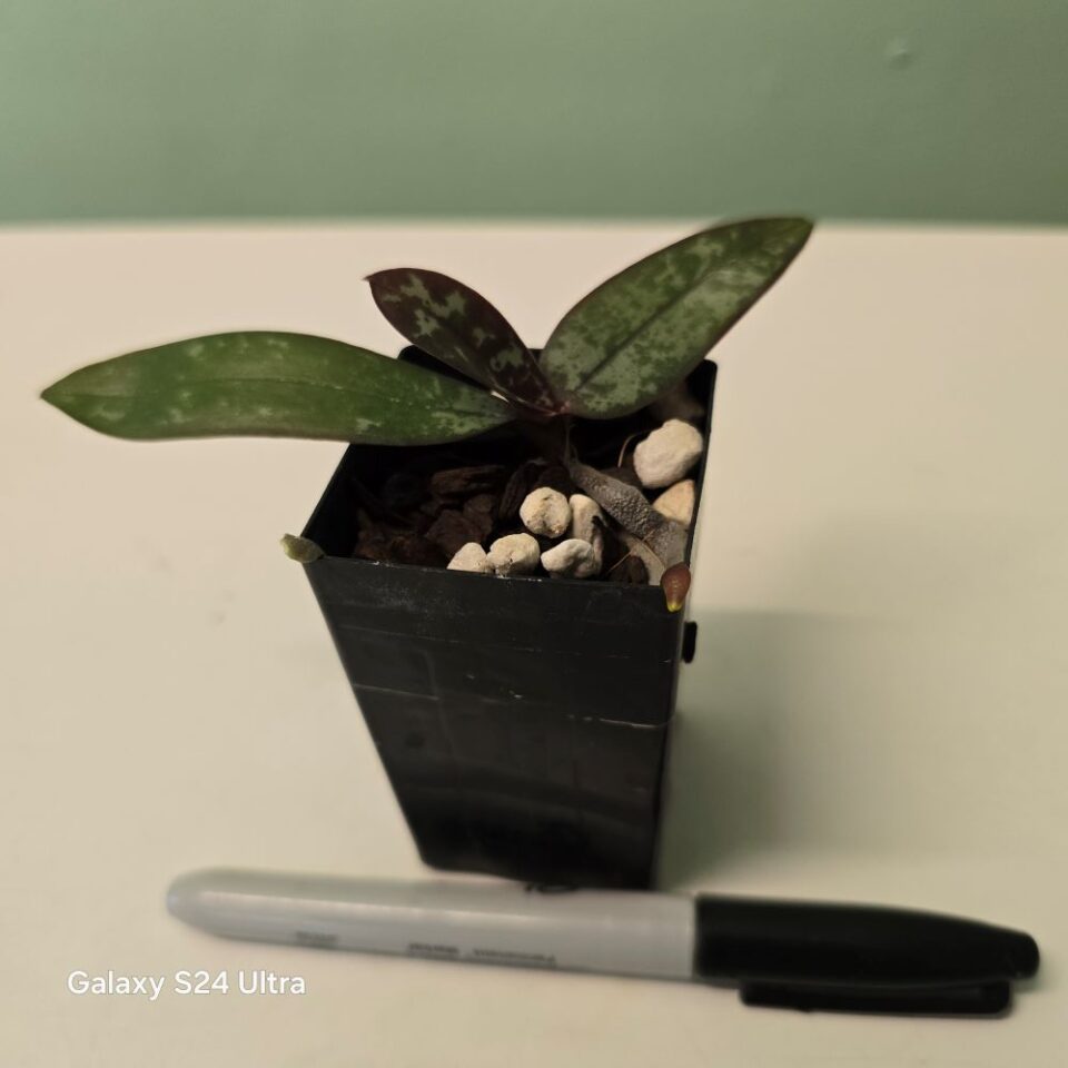 Phalaenopsis Schilleriana 'Lupaa' - Image 2
