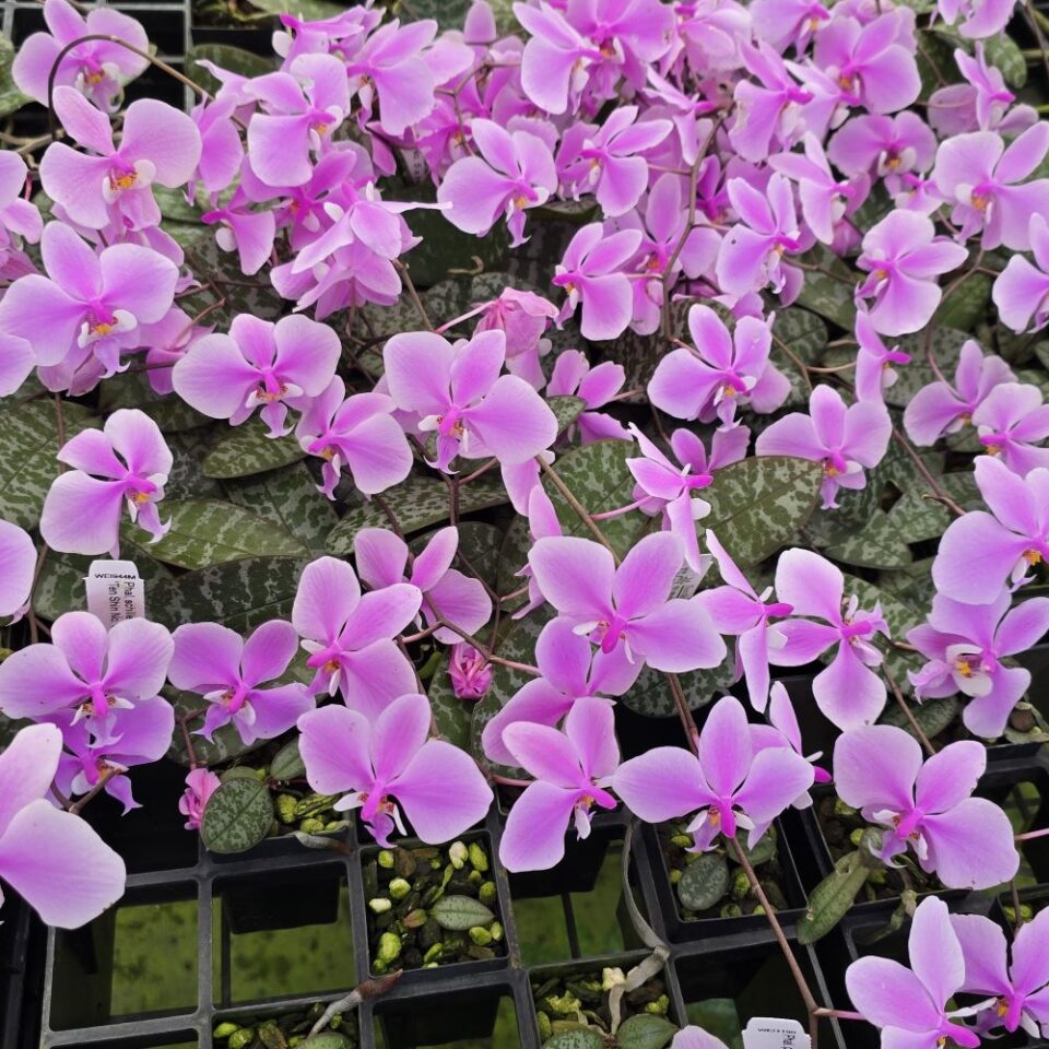 Phalaenopsis Schilleriana "Ten Shin no5 x Hsu's Mindanao"