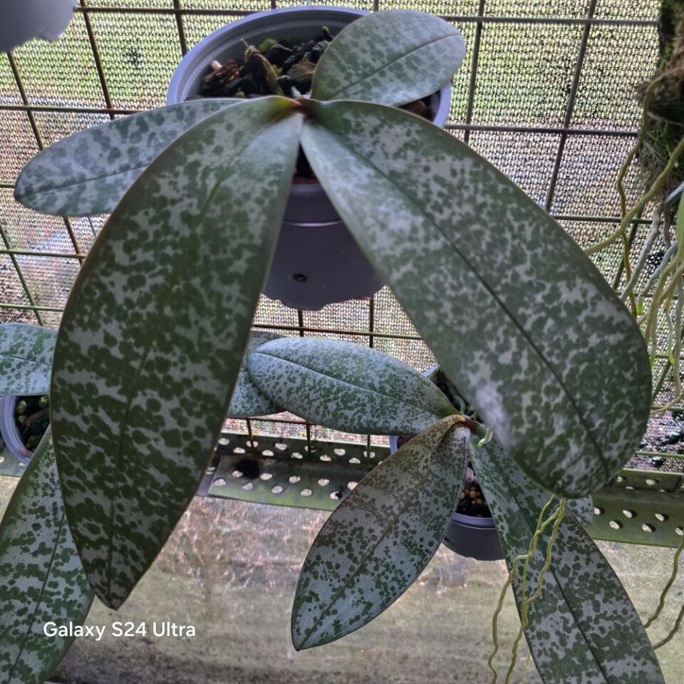 Phalaenopsis Schilleriana "Ten Shin no5 x Hsu's Mindanao" - Image 2