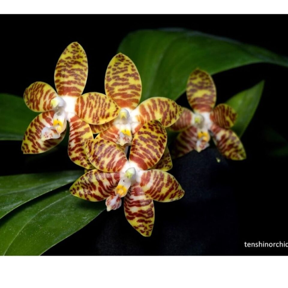 Phalaenopsis amboinensis ( ten shin no2 x wild mollucas)