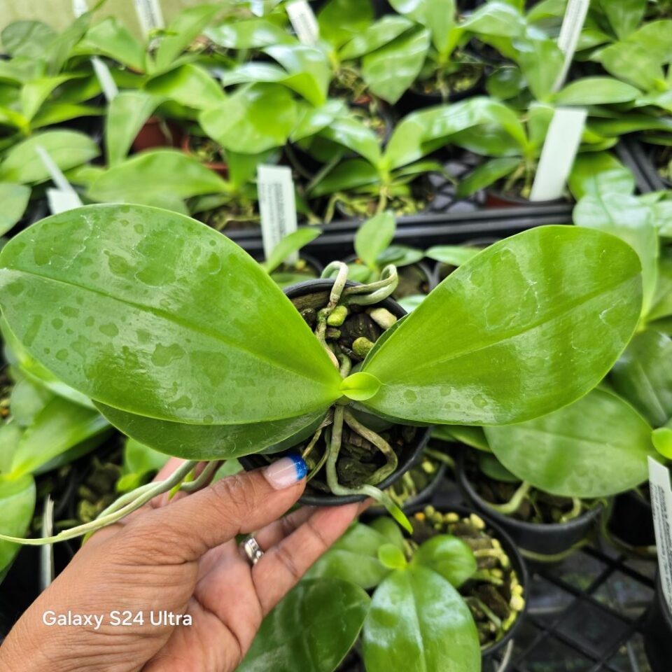 Phalaenopsis amboinensis ( ten shin no2 x wild mollucas) - Image 2