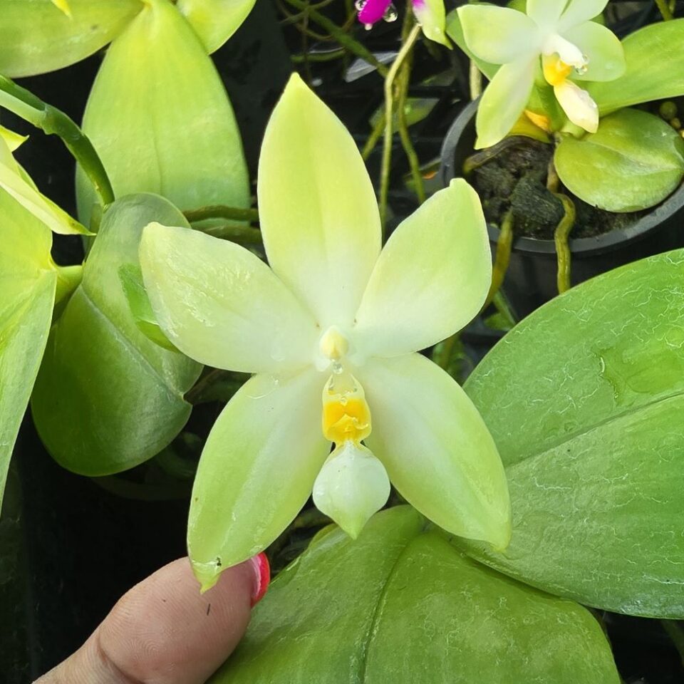 Phalaenopsis bellina f chloracea
