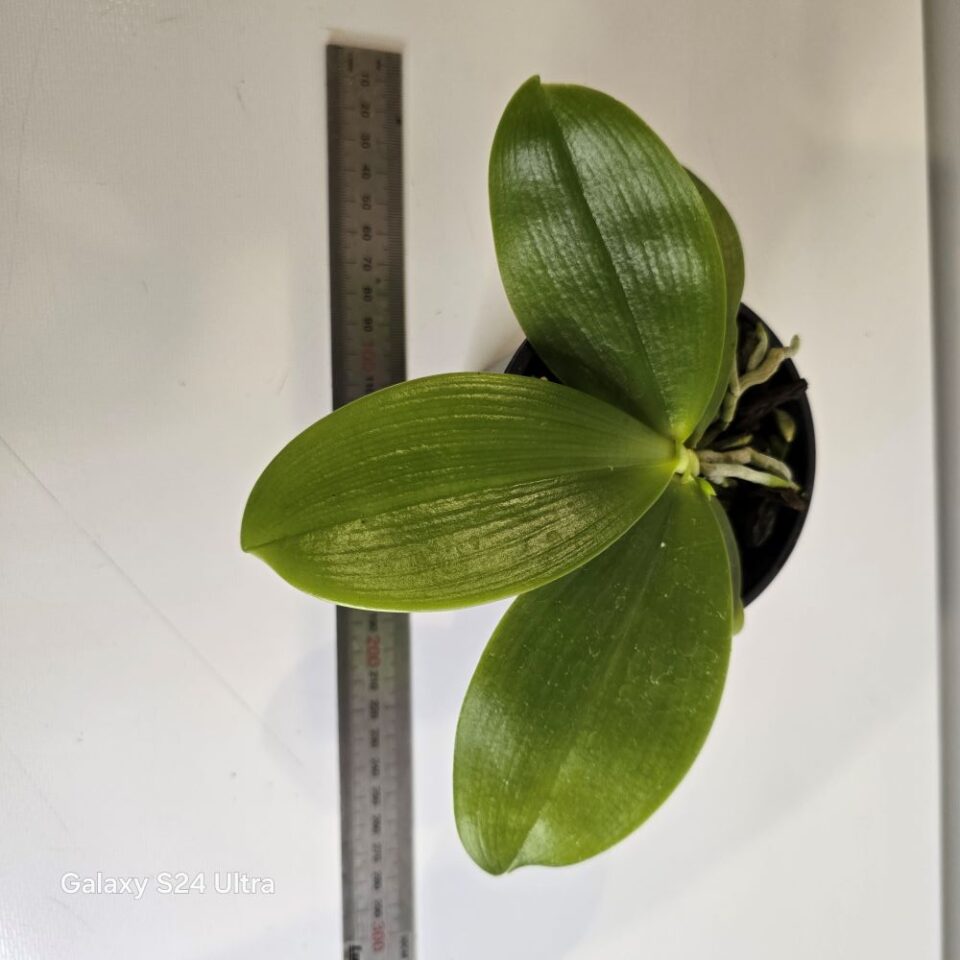Phalaenopsis bellina f chloracea - Image 2