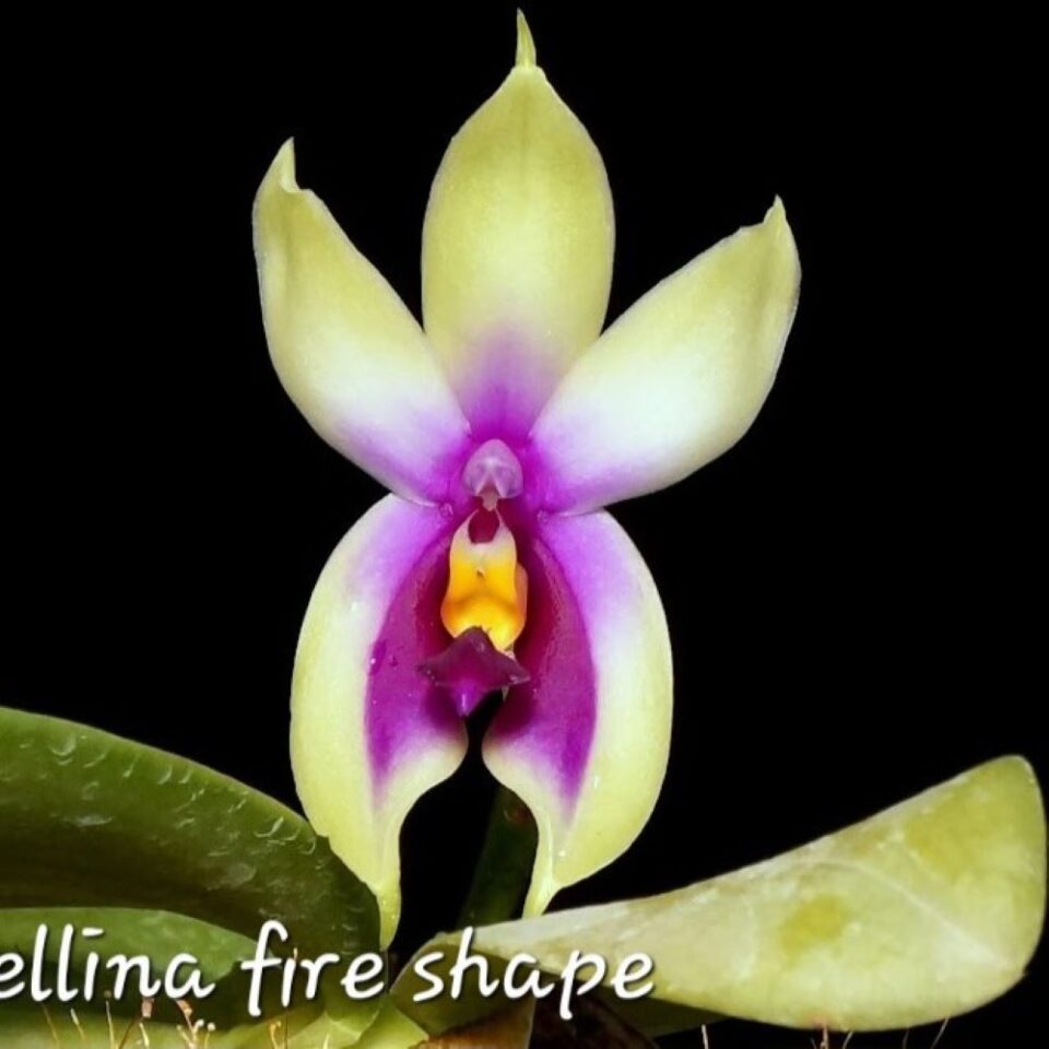 Phalaenopsis bellina 'fire shape'