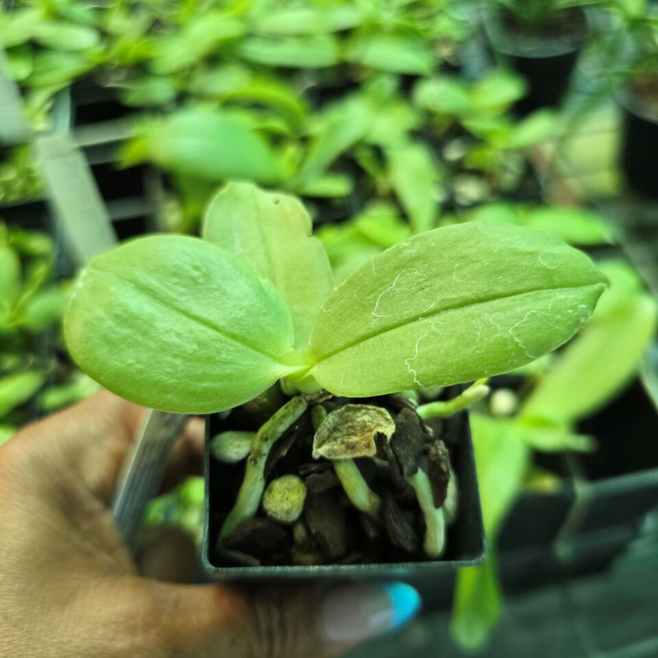 Phalaenopsis bellina "yellow" - Image 2