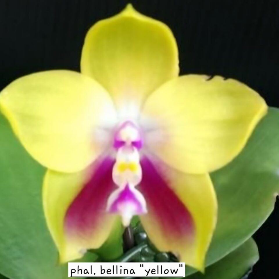 Phalaenopsis bellina "yellow"