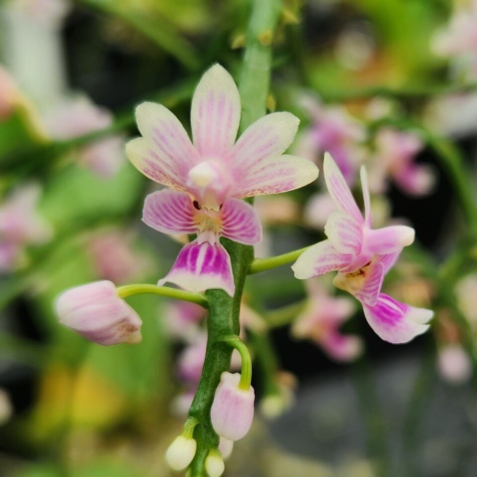 Phalaenopsis deliciosa