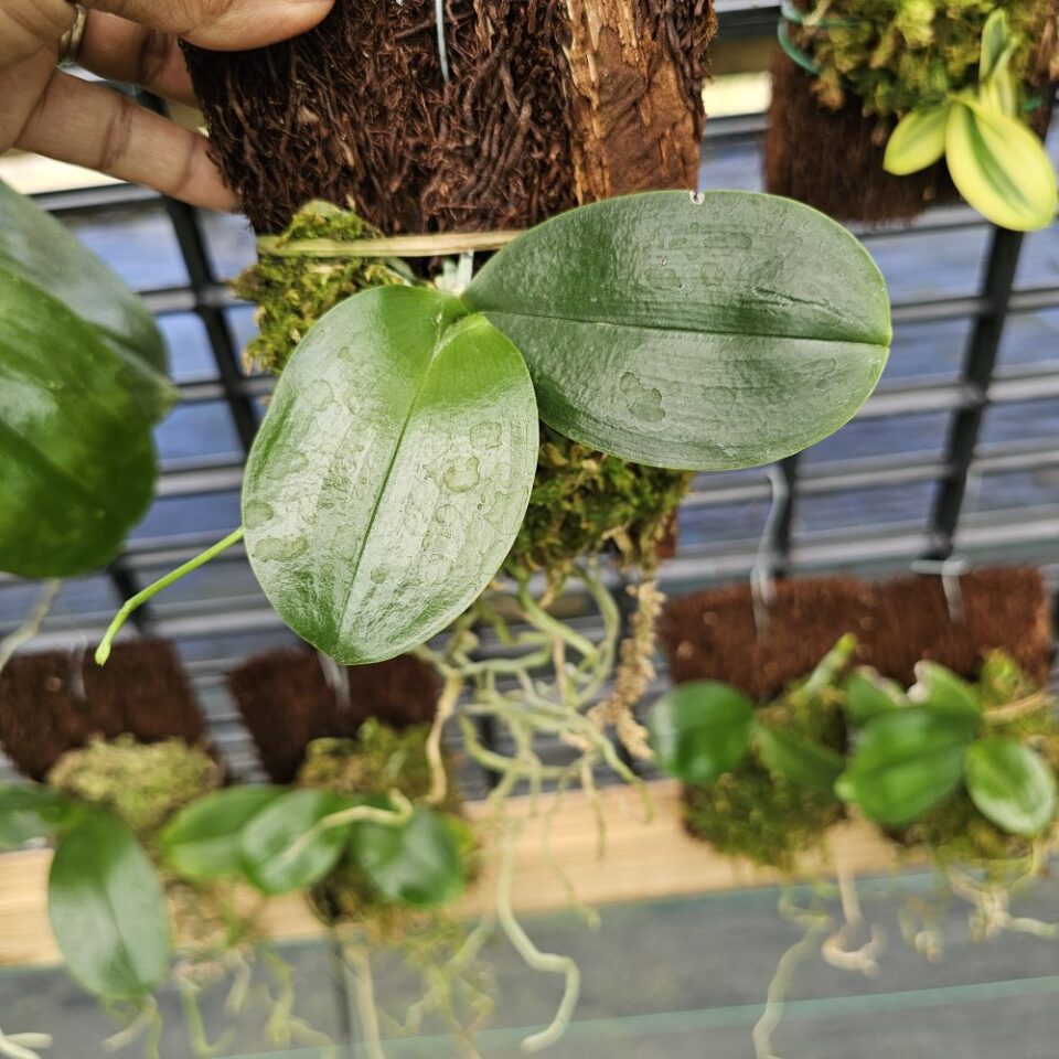 Phalaenopsis deliciosa - Image 3