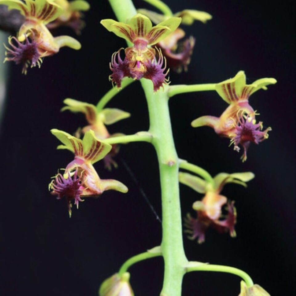 Phalaenopsis difformis