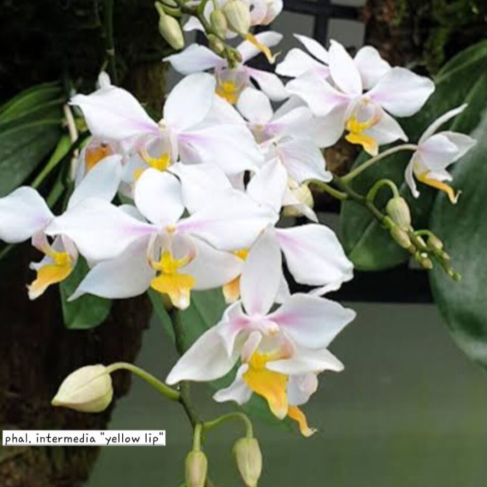 Phalaenopsis intermedia "yellow lip"