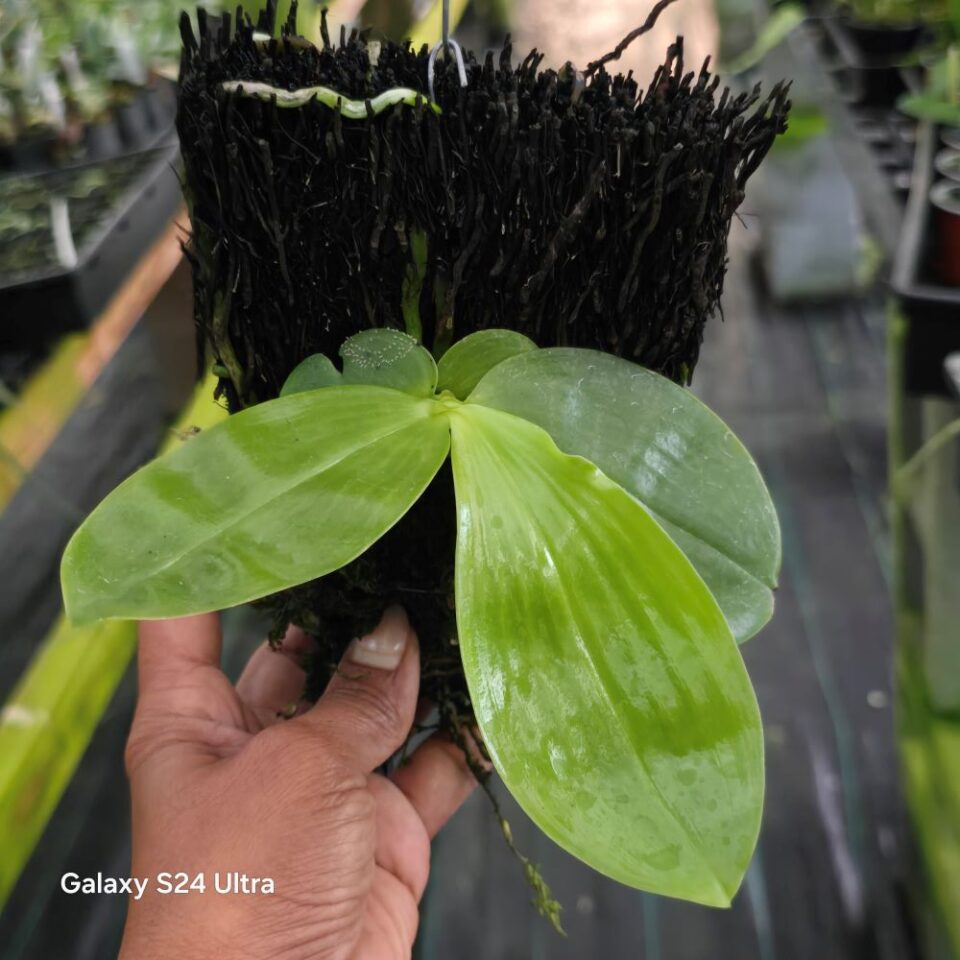 Phalaenopsis javanica - Image 2
