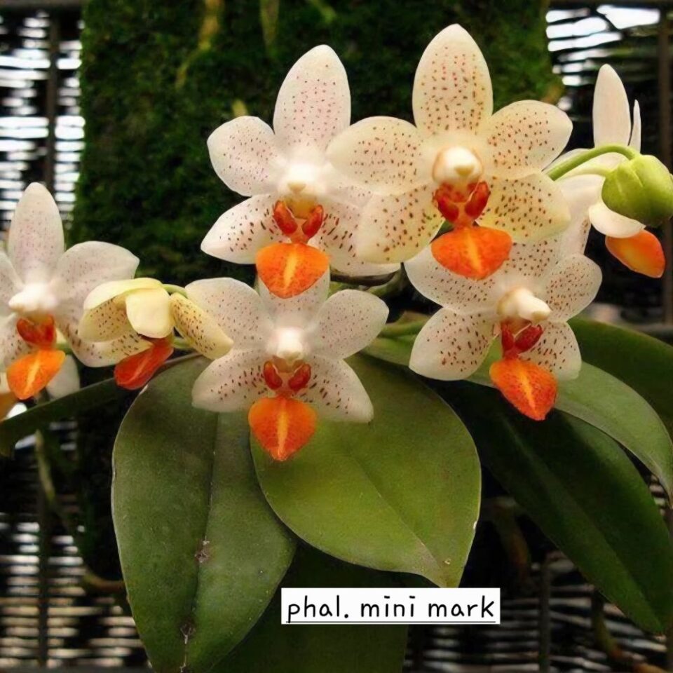 Phalaenopsis mini mark
