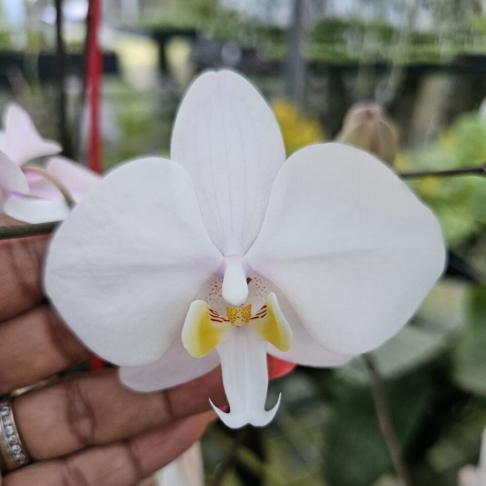 Phalaenopsis philippinensis