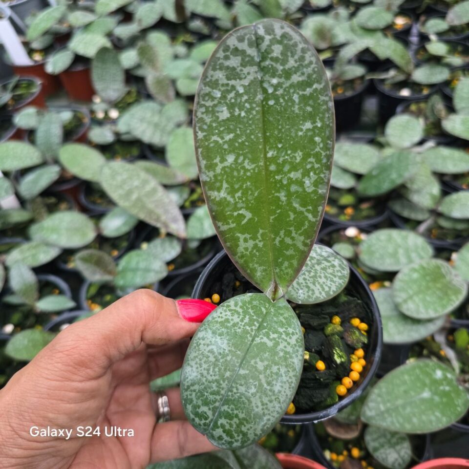 Phalaenopsis philippinensis - Image 2