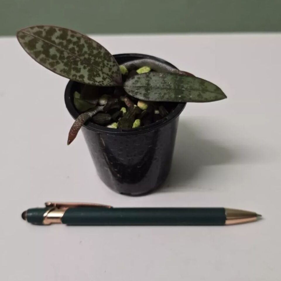Phalaenopsis philippinensis x schilleriana - Image 2