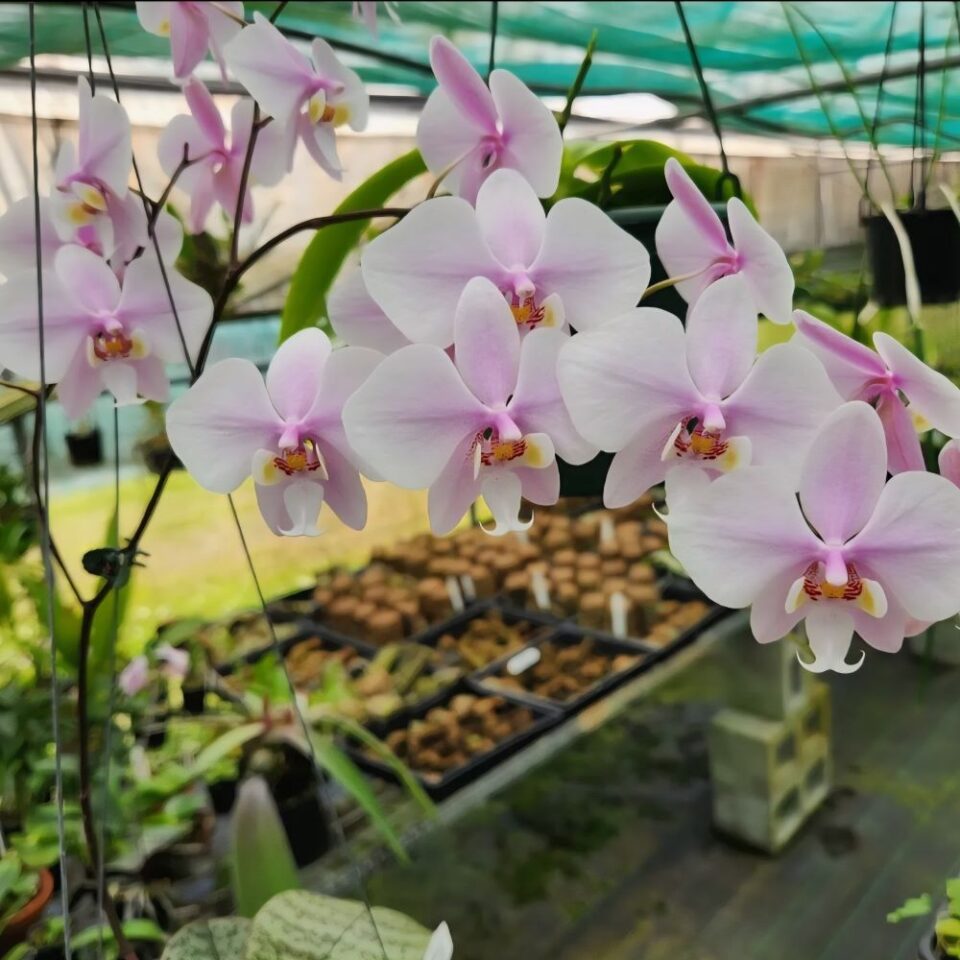 Phalaenopsis philippinensis x schilleriana