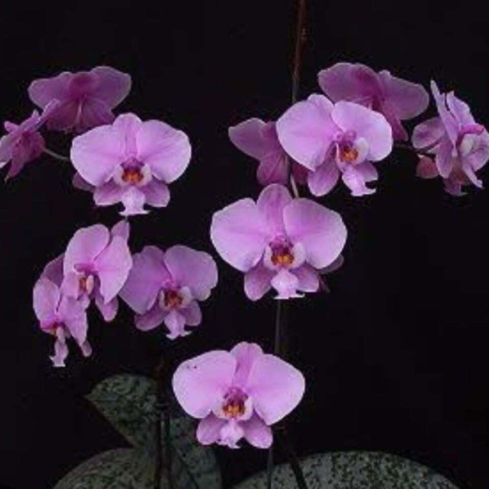 Phalaenopsis schilleriana "pink butterfly" AM/AOS