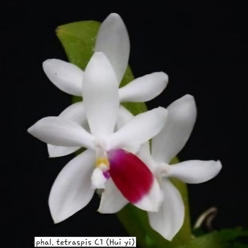 Phalaenopsis tetraspis C1 (Hua yi)