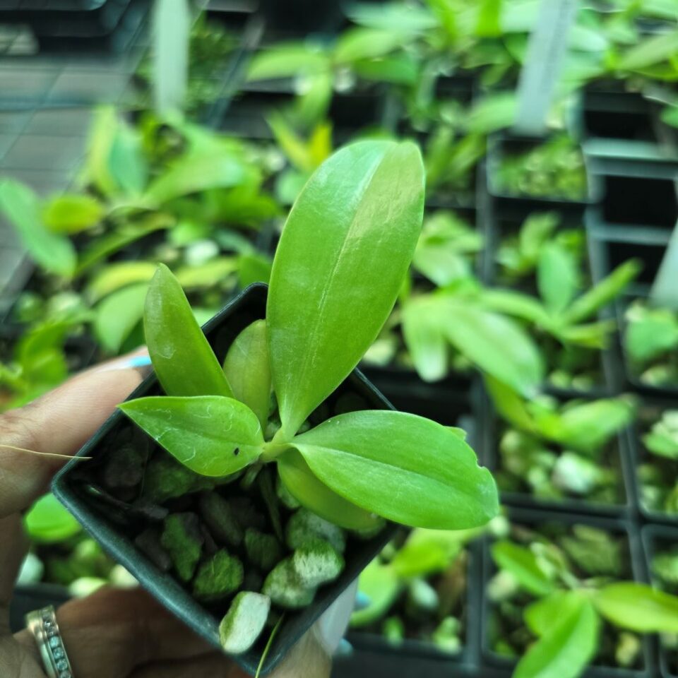 Phalaenopsis tetraspis C1 (Hua yi) - Image 2