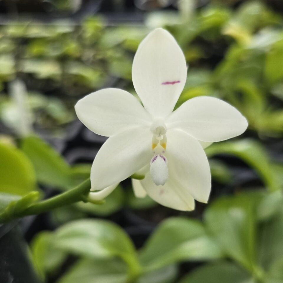 Phalaenopsis tetraspis (mericlone)