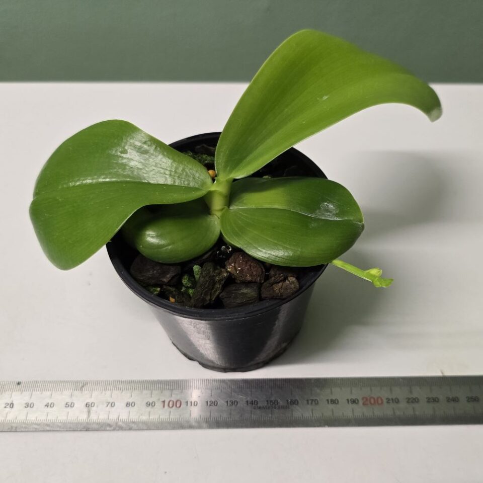 Phalaenopsis tetraspis (mericlone) - Image 2