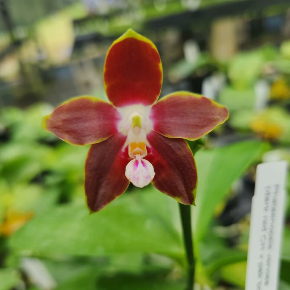 Phalaenopsis venosa