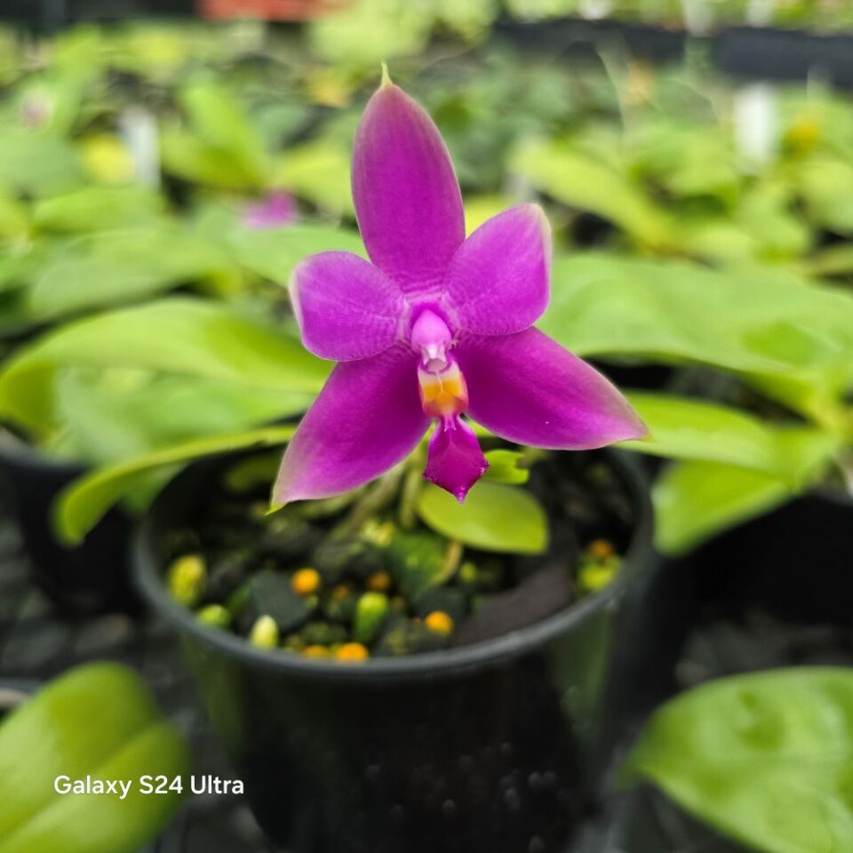 Phalaenopsis violacea