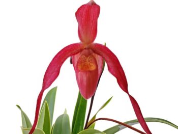 Phragmipedium ruby slippers