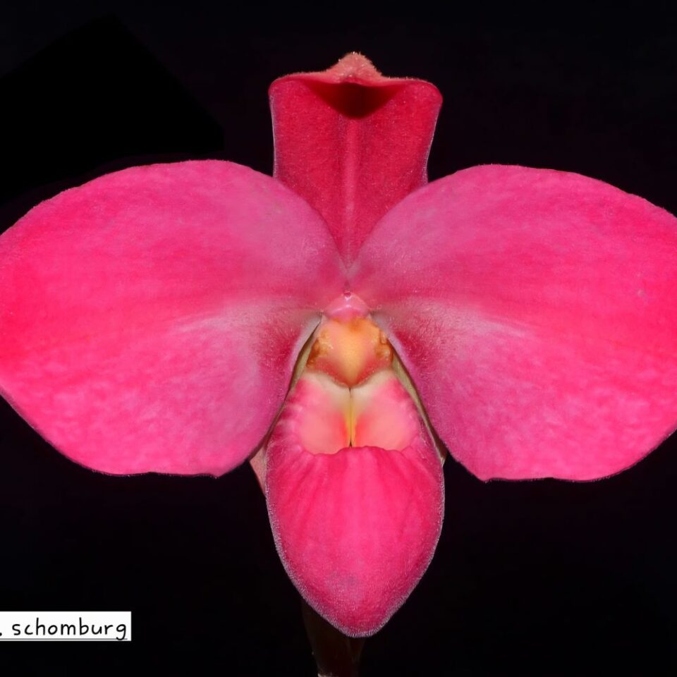 Phragmipedium schomburg