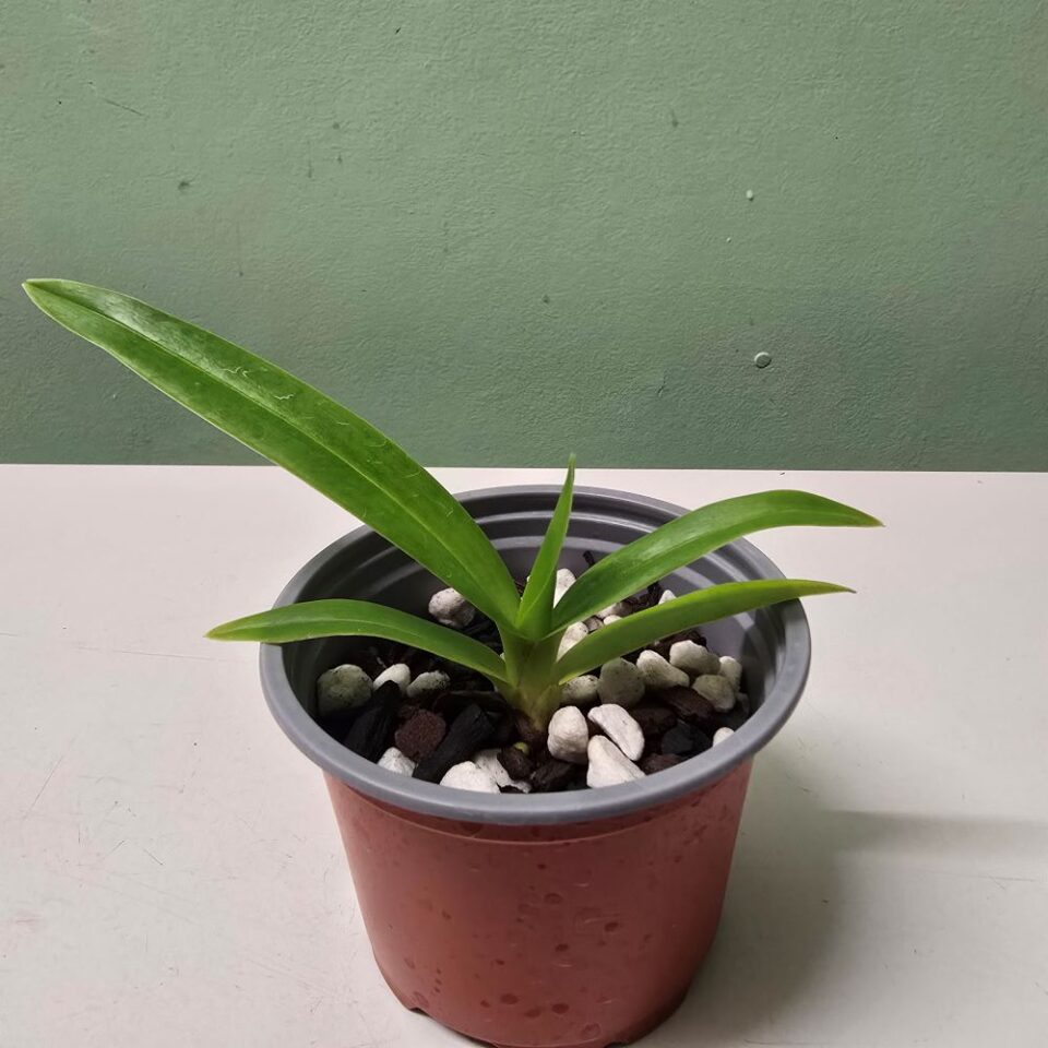 Phragmipedium schomburg - Image 2