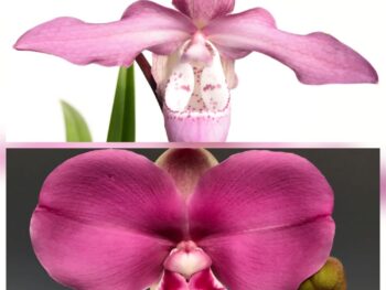 Phragmipedium woosner rosenglanz x kovachii