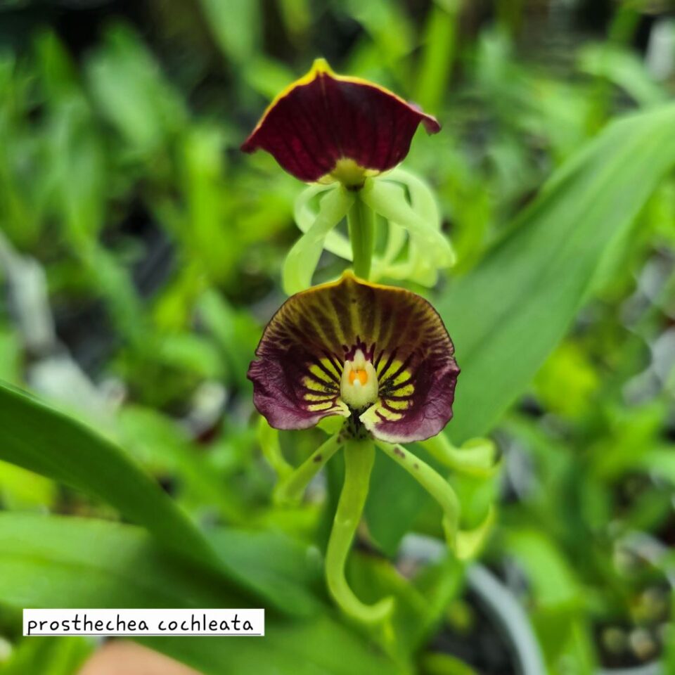 Prosthechea cochleata