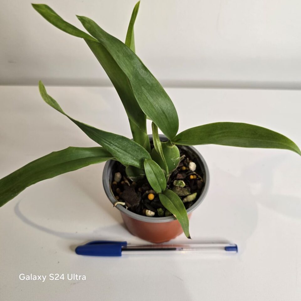 Prosthechea cochleata - Image 2
