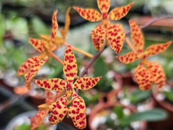 Renanthera orchids