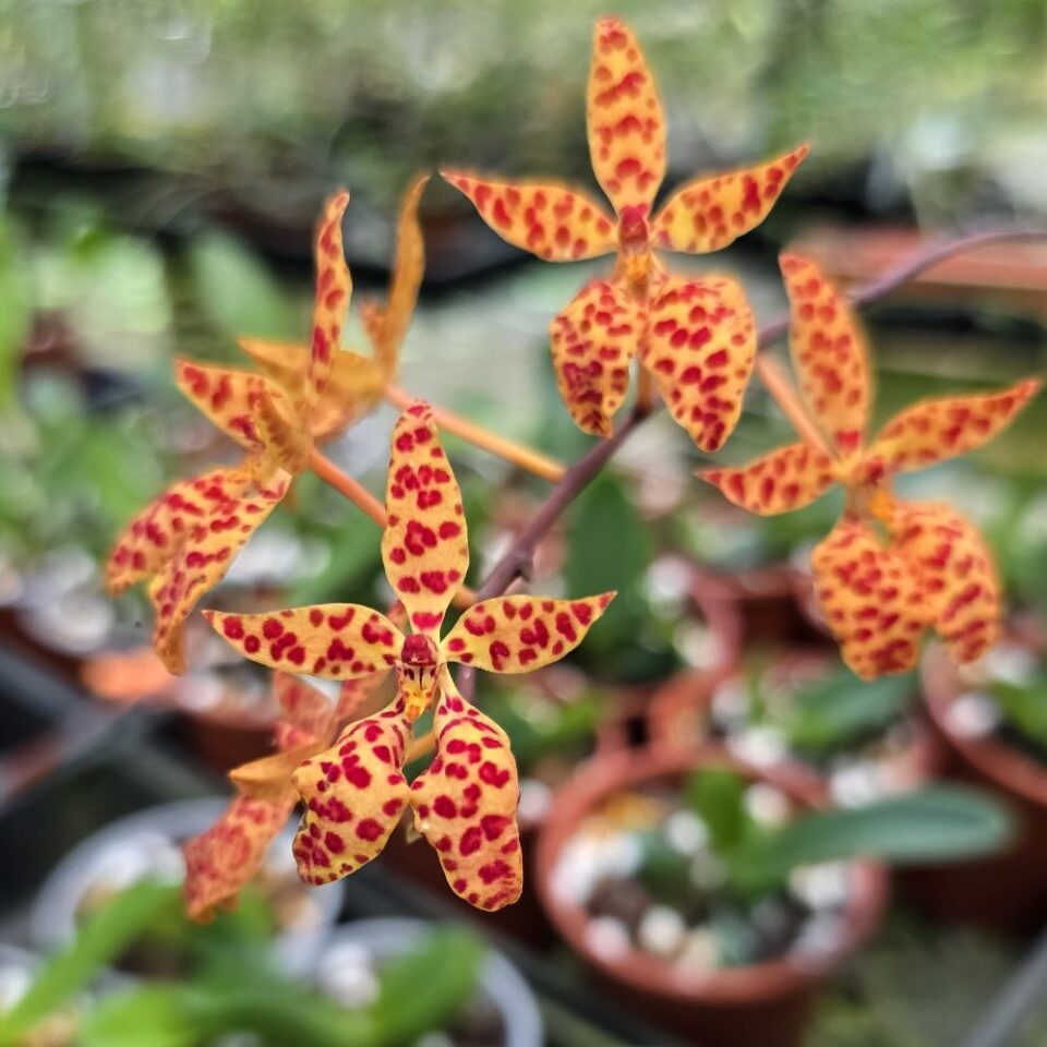 Renathera monachica