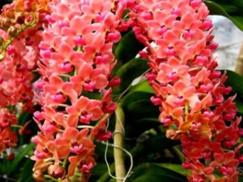Rhynchostylis Gigantea "orange"