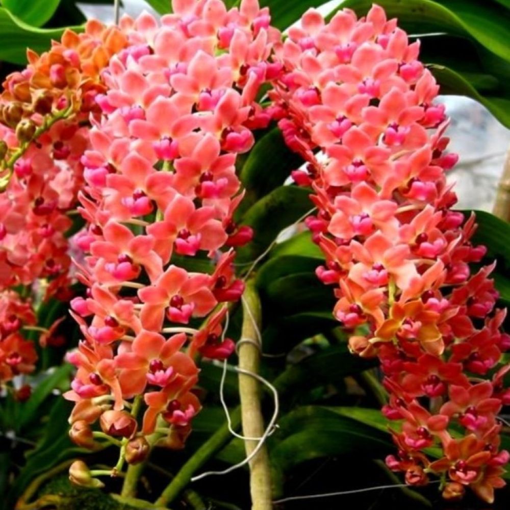 Rhynchostylis Gigantea "orange"