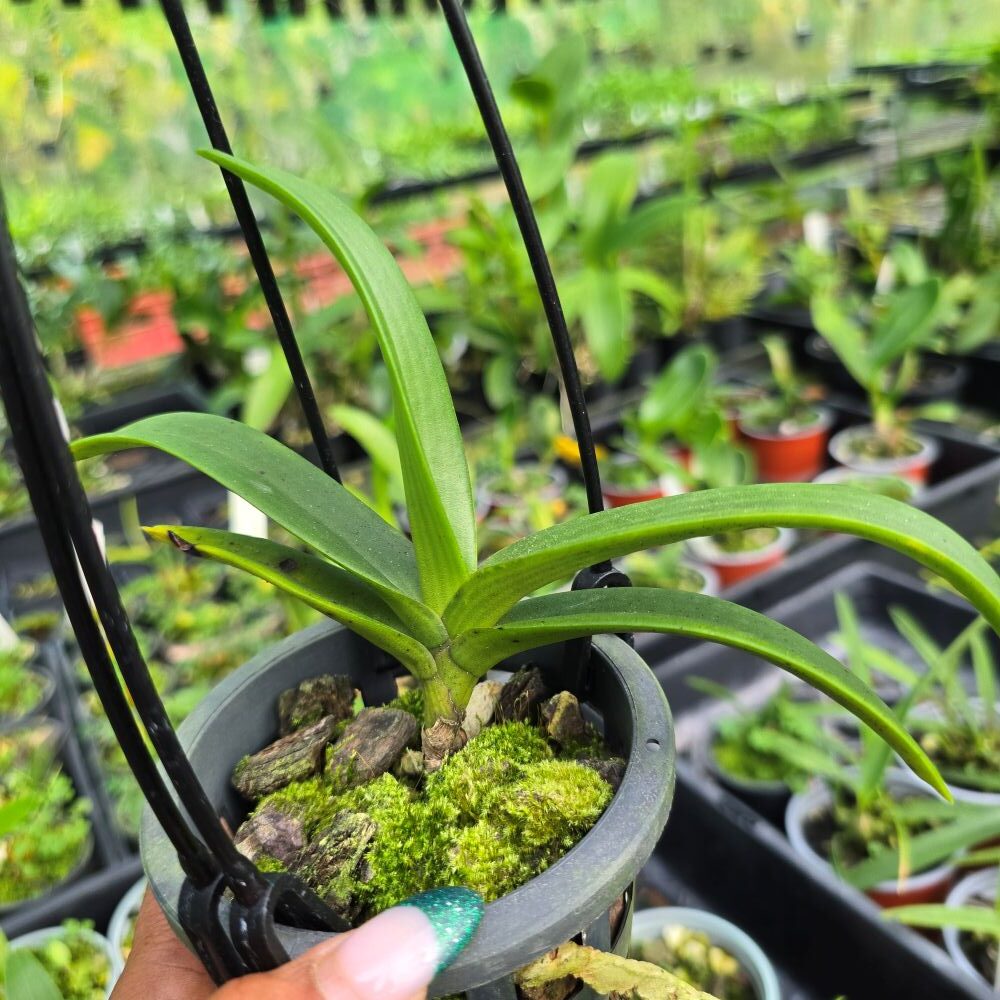 Rhynchostylis Gigantea "orange" - Image 2