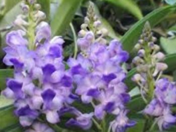 Rhynchostylis