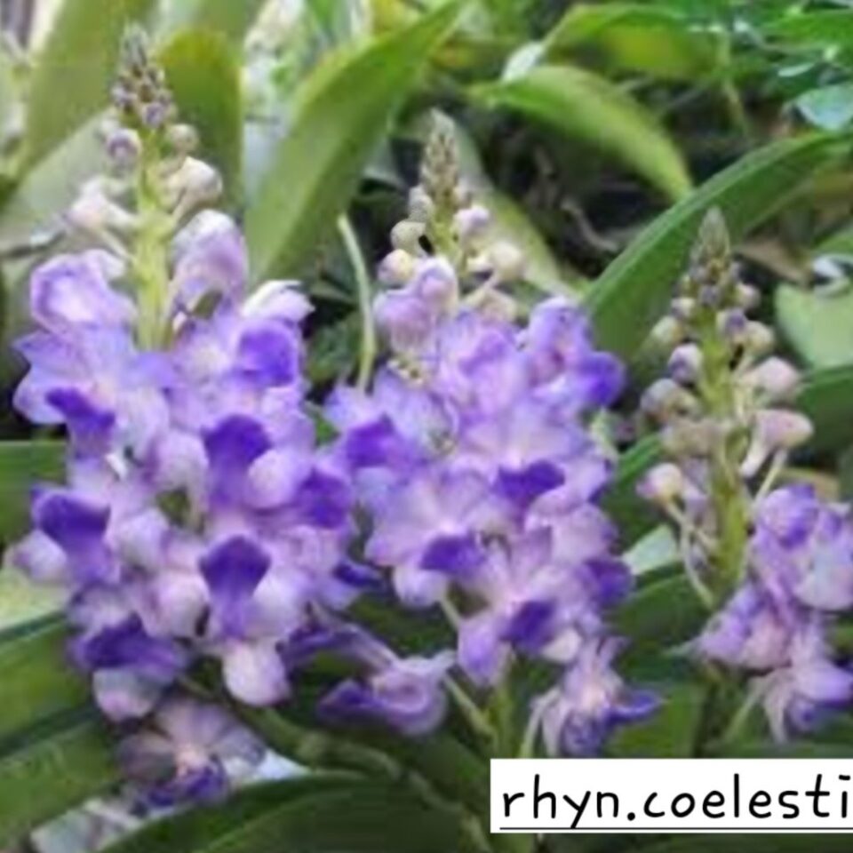 Rhynchostylis coelistis